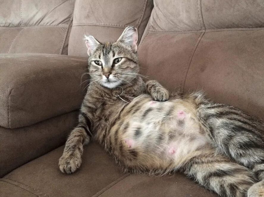 Сон беременной котенок