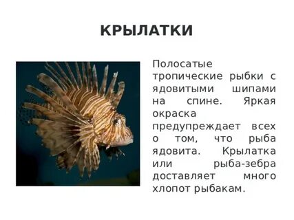 Крылатка сухой или