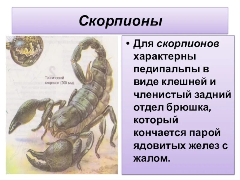 Какую среду освоил скорпион. Строение скорпиона. Внутреннее строение скорпиона. Скорпион строение тела. Внешнее строение скорпиона.