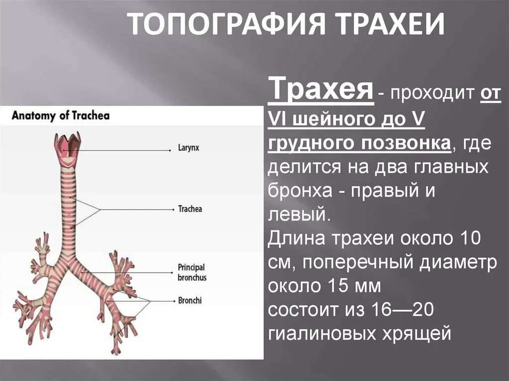 Функции трахеи