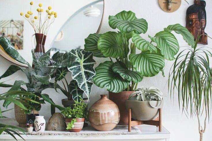 Philodendron Varieties: How to Grow Indoors