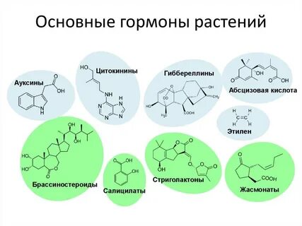 Эксперименты с гормонами