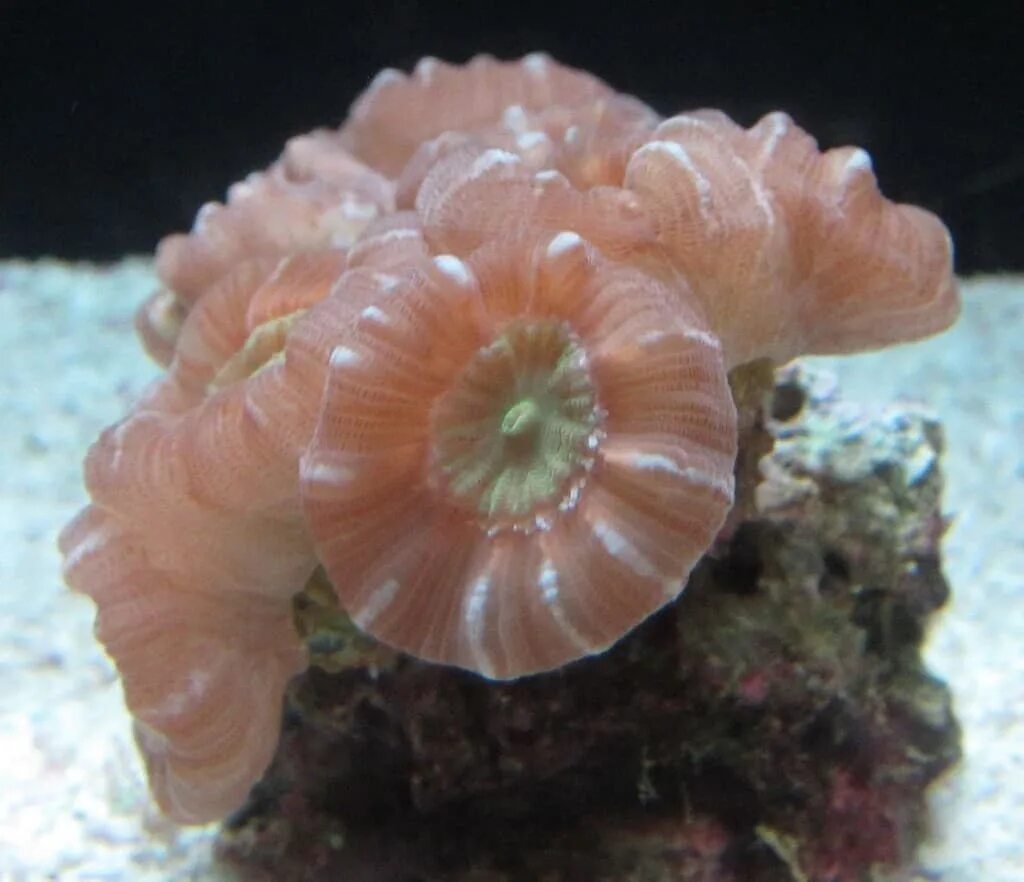 Терновый венец морская звезда. Рыба еж фугу. Еж медуза. Трепанга водоросль. Морской еж терновый венец.