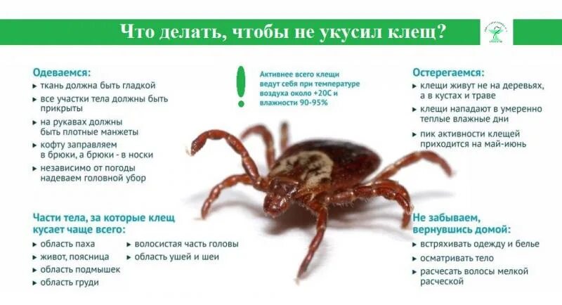 От энцефалитного клеща умирают