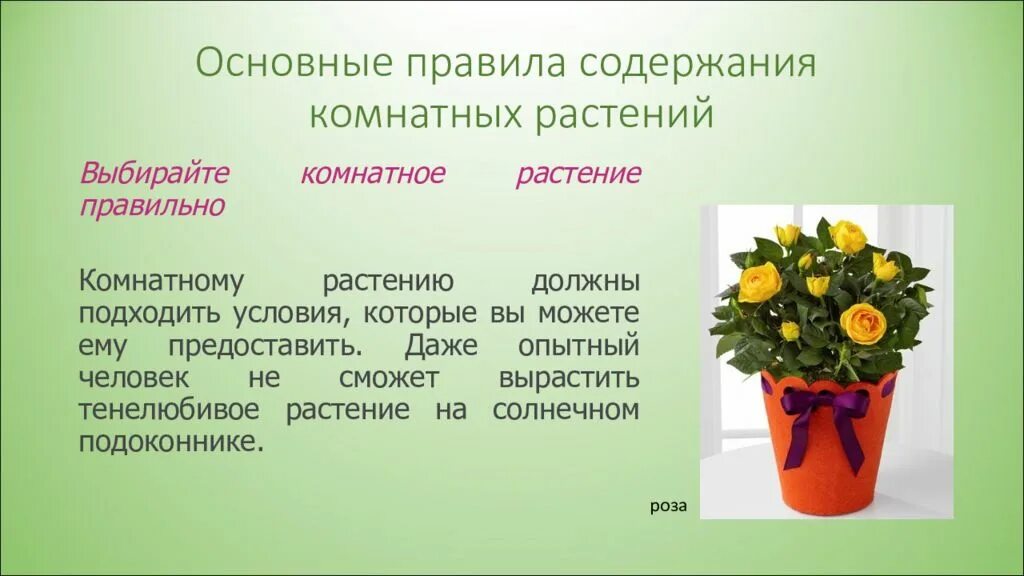 Условия содержания комнатного растения. Условия содержания растения. Комнатные растения презентация. Условия для комнатных растений. Комнатные растения презентация 1 класс.