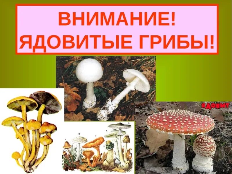Группа ядовитых грибов