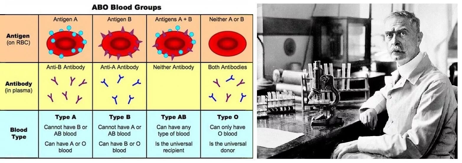 Группа крови история. Ландштейнер группы крови. Ландштейнер открыл группы крови. Открытие групп крови Ландштейнер.