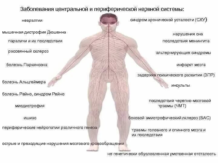 Периферические нервы симптомы. Заболевания нервной системы. Нарушения нервной системы заболевания. Заболевания периферической нервной системы. Поражение центральной и периферической нервной системы.