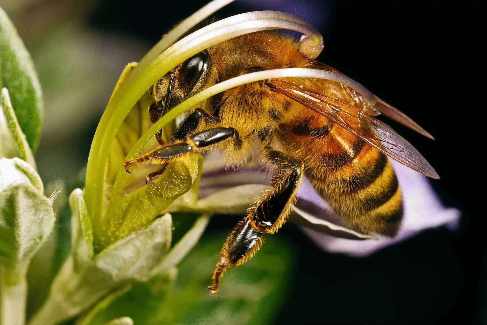 Пчелы и другие насекомые. Среднерусская пчела. Среднерусская Лесная темная пчела. Карпатская пчела. Пчелы медоносные насекомые.
