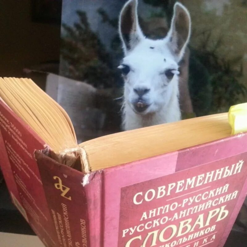 Давай ты открой. Давай лама давай. давай лама давай сплин. сплин англо-русский словарь. группа сплин англо-русский словарь.