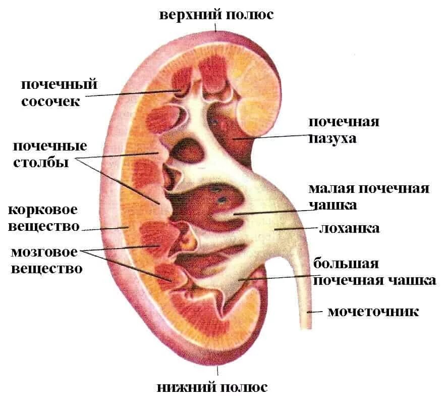 Строение почки человека анатомия. Схема строения почки. Внутреннее строение почки. Строение почки рисунок.