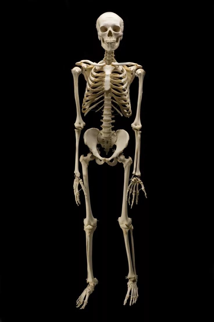 Человечий скелет. Фотографии скелета человека.