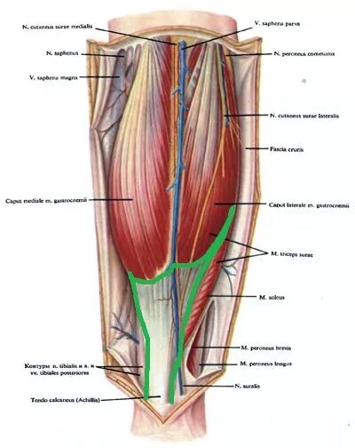 Canalis cruropopliteus анатомия. Голеноподколенный канал нерв. Мышцы антагонисты икроножной мышцы.