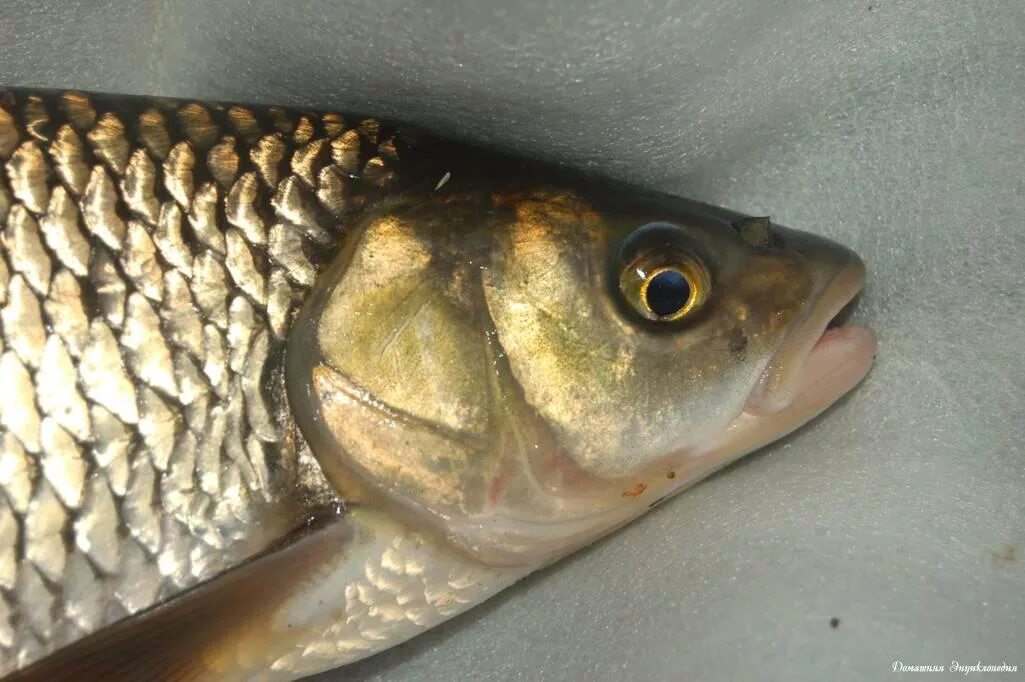 рыба пол. рыба на полу. кафе amix coffee во вьетнаме. рыба пол. рыба пол.