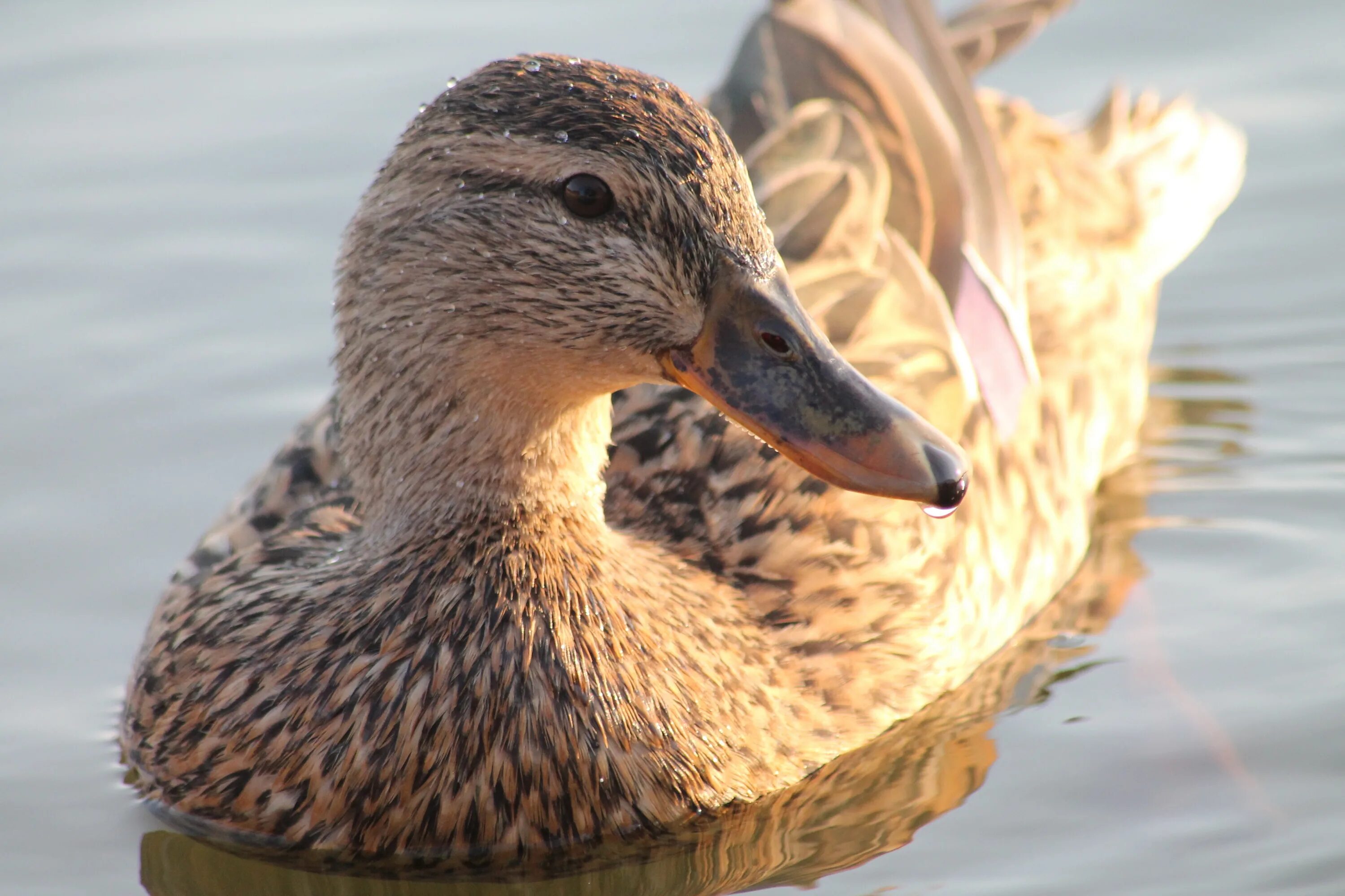 Duck duck images