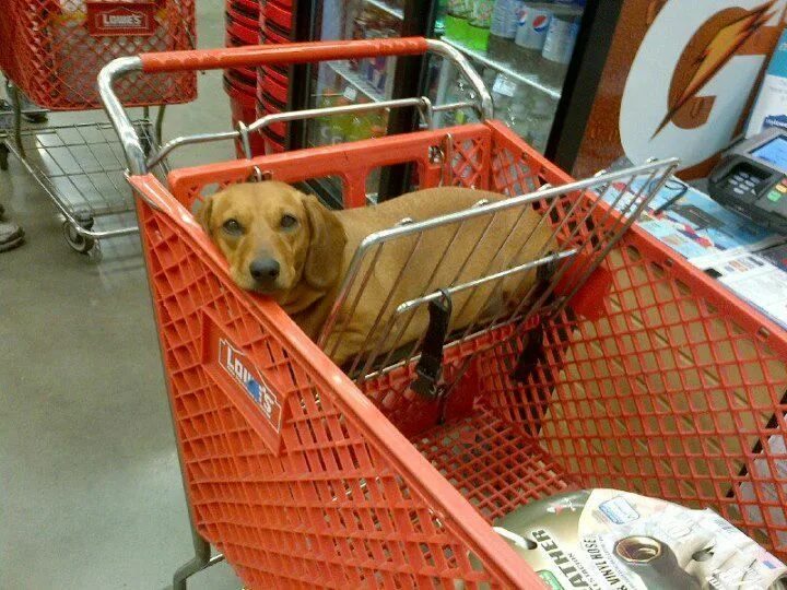 Можно с собаками в продуктовый магазин. Собака в продуктовой тележке. Тележка для собак. Собака с тележкой в магазине. Магазинная тележка для собак.
