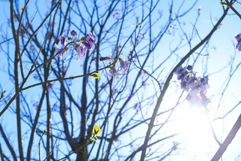 Деревья цветущие до распускания листьев. Цветение происходит до появления листьев. Раннецветущие растения опыляемые ветром. Цветение до появления листьев. Растения которые зацветают до появления листьев.