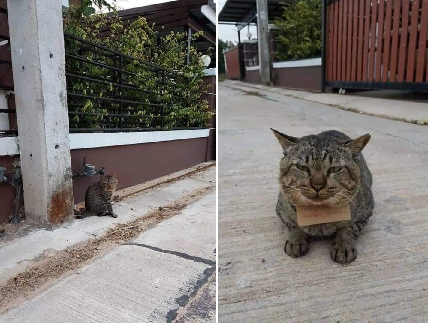 Кот убежал из дома