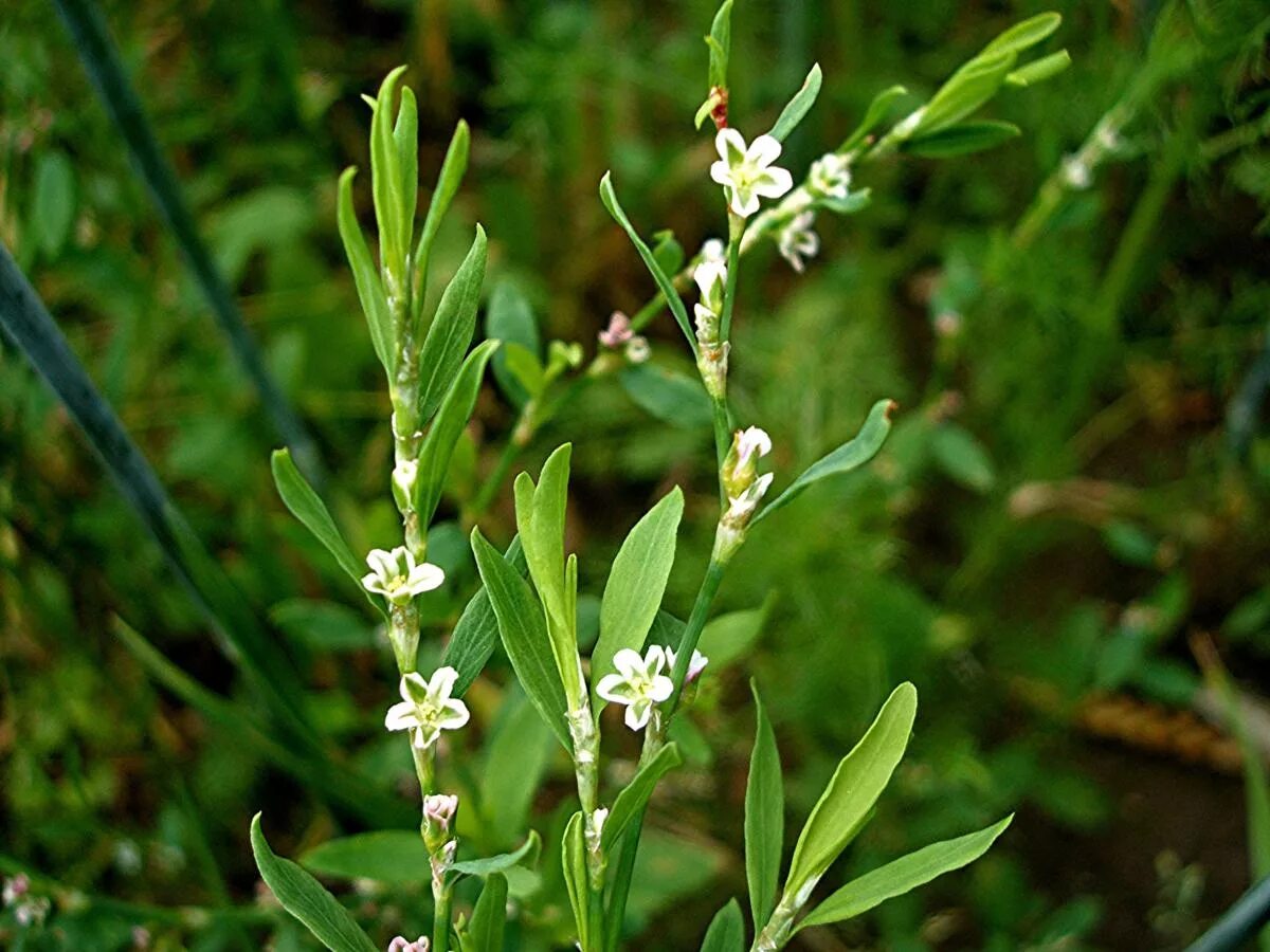 Горец птичий спорыш. Горец птичий (Polygonum aviculare). Горец птичий (спорыш) (Polygonum aviculare). Горец птичий Polygonum aviculare l.. Спориш