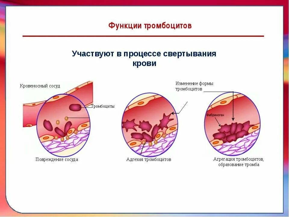 Изменения тромбоцитов. Тромбоциты участвуют в свертывании крови. тромбоциты участвуют в процессе свертывания крови. участие тромбоцитов в свертывании крови. функции тромбоцитов в процессе свертывания крови.