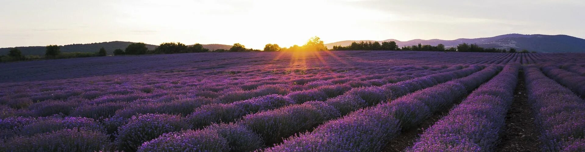 Семигорье анапа лаванда. Лаванда краснодарский край. Усадьба семигорье анапа лавандовые поля. Семигорье краснодарский край лавандовые поля. «долине лефкадия» анапа лаванда.