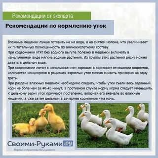 Чем кормить чтоб росли