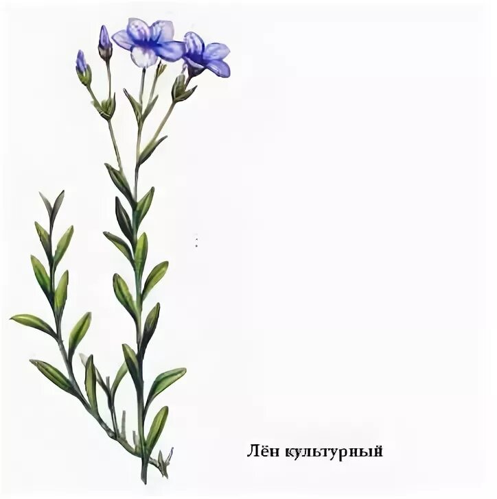 Лен биология. Лен долгунец рисунок. растение семейства льновых. лён картинка для детей подписанная. какие растения относятся к льновым.