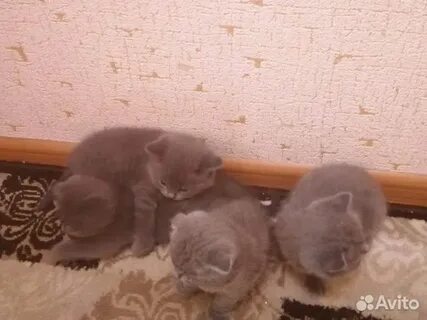 Авито курск котята