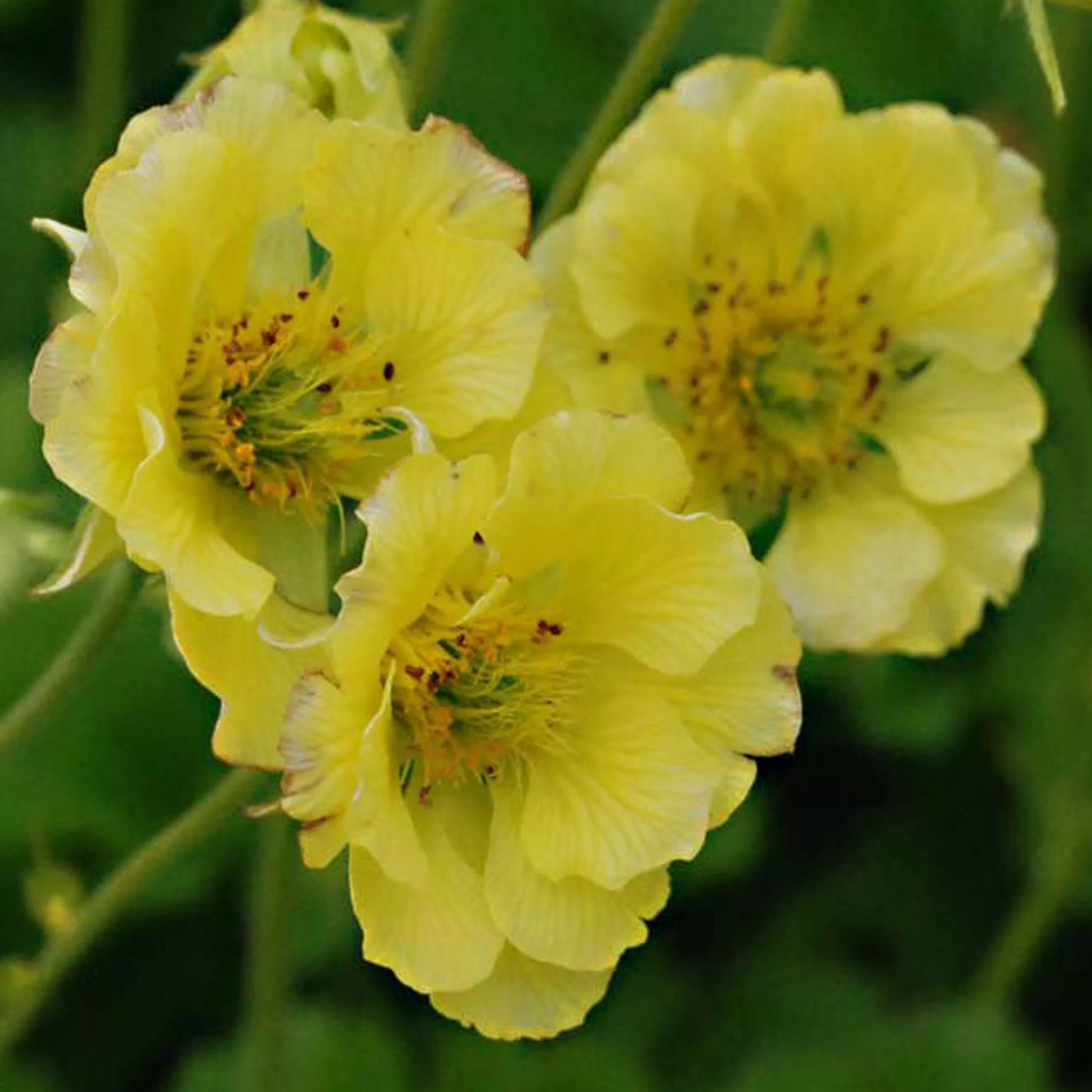 Geum Tangerine (2) Цветущие кустарники, Дельфиниум, Многолетние растения