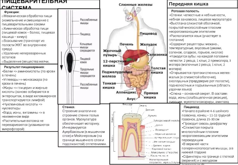 Обработка пищевого комка желчью. Механическая обработка пищи. Буклет органы пищеварения. Механическое измельчение пищи, формирование пищевого комка. Механическая обработка пищи строение.