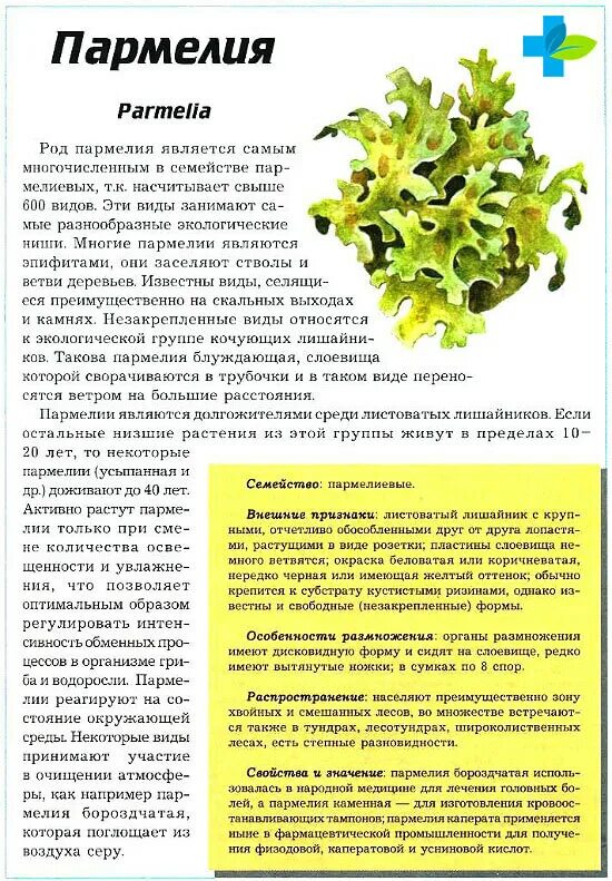 Пармелия трава для чего используется. Листоватый пармелия. трава лишайник пармелия. мох пармелия лечебные. листоватые лишайники пармелия.