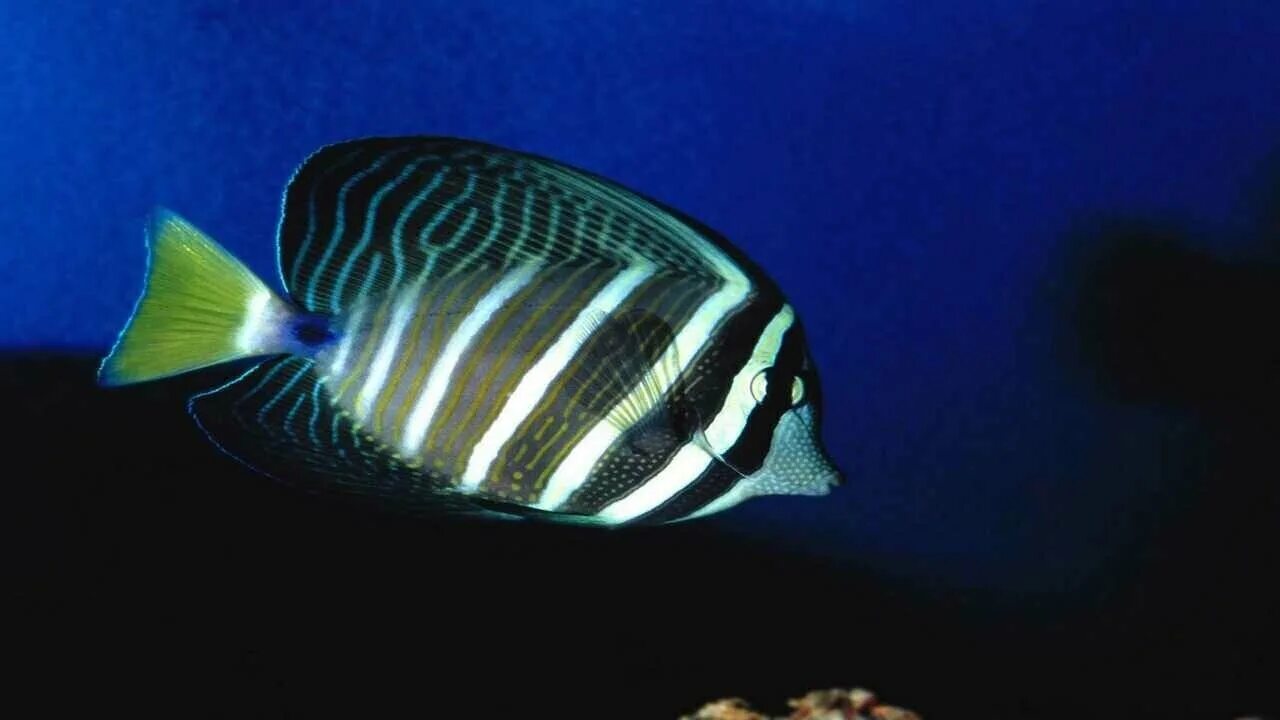 Temperate Fish