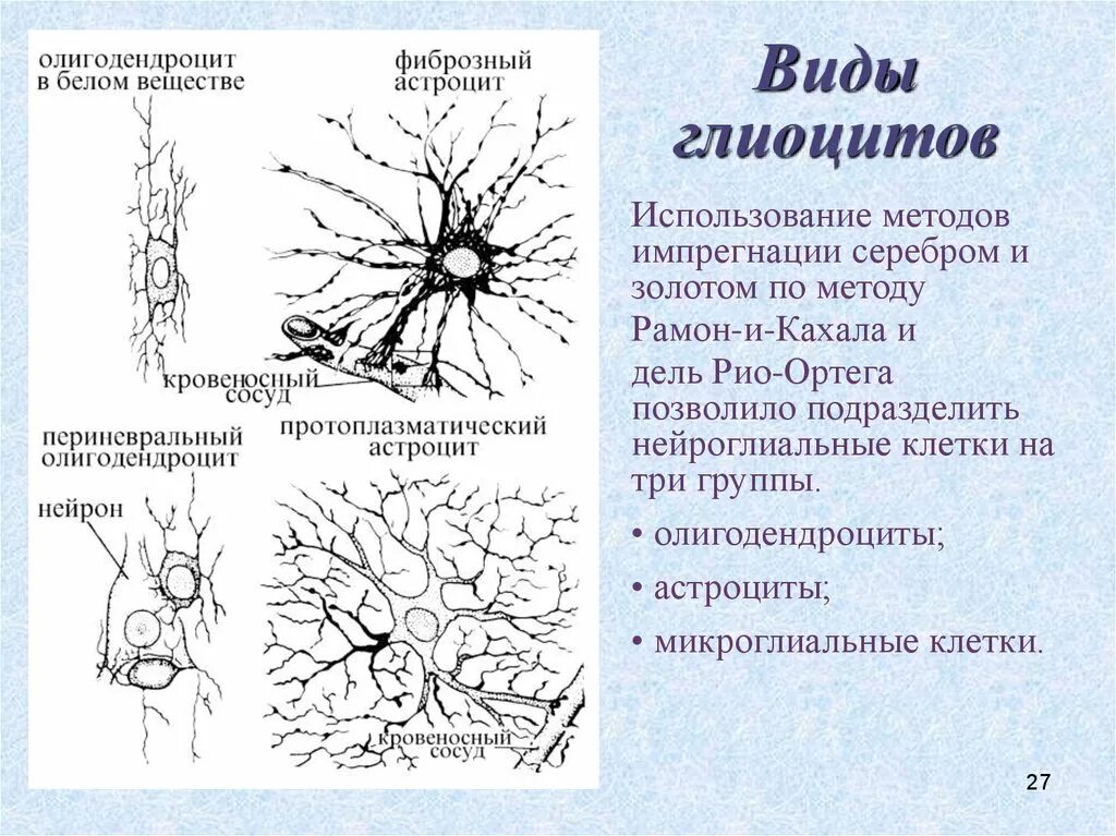 Глиоциты образующие оболочки нервных волокон цнс. Мантийные глиоциты строение. типы глиоцитов. виды астроцитов. глиоциты различных видов.