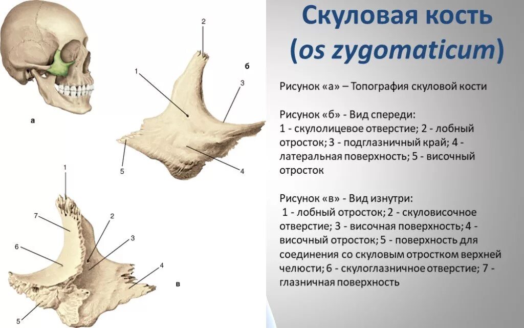 Тип соединения височной кости. Перелом верхней скуловой кости. скуловая кость иннервация. скуловой отросток височной кости. скуловая кость лицевого черепа.