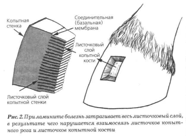 Строение копытной стенки. Листочковый слой копыта. Строение копыта у лошади листочковый слой. Копытная кайма. Копытный рог