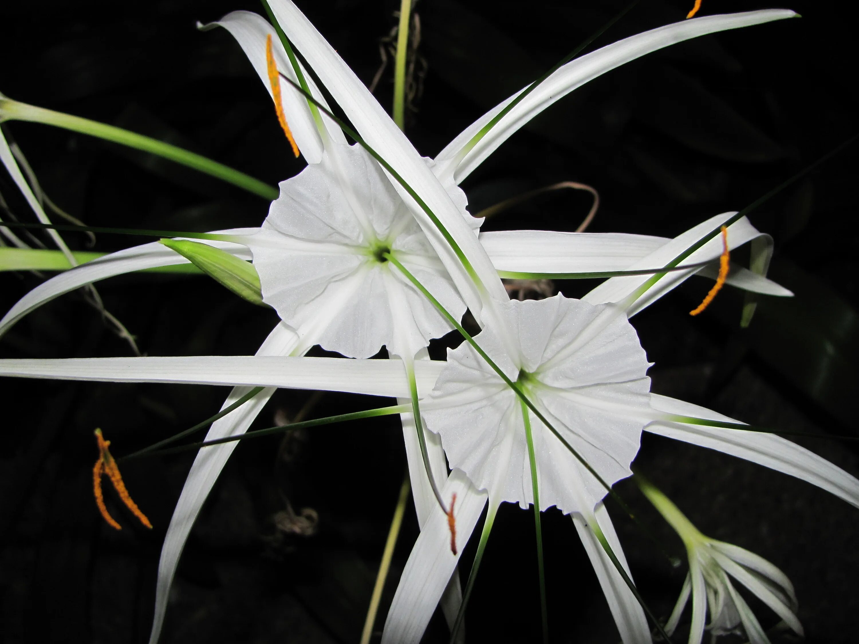 Гименокаллис. Гименокаллис красный. Белый тропический цветок. Цветок цветет стрелой
