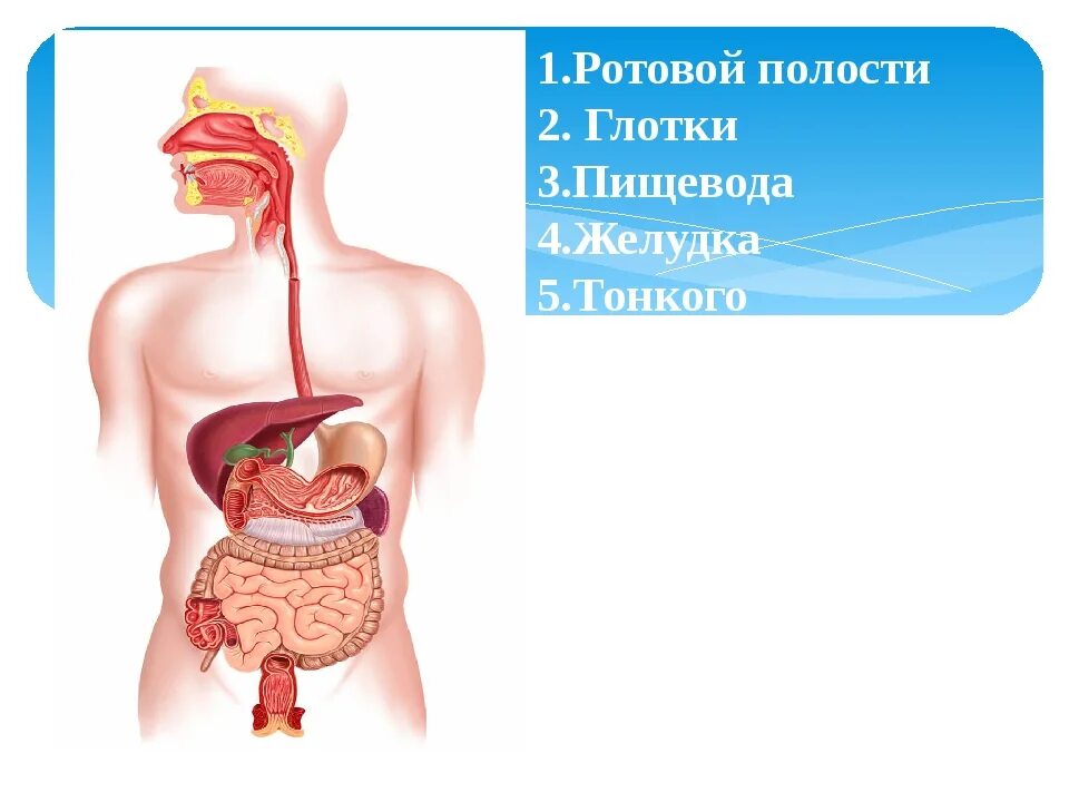 Пищеварительная система пищевод. Органы пищеварительной системы глотка. Глотка пищевод желудок. Ротовая полость глотка пищевод желудок.