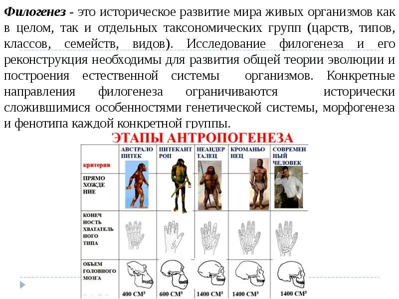 Филогенез человека. Филогенез историческое развитие. Филогенез это развитие.