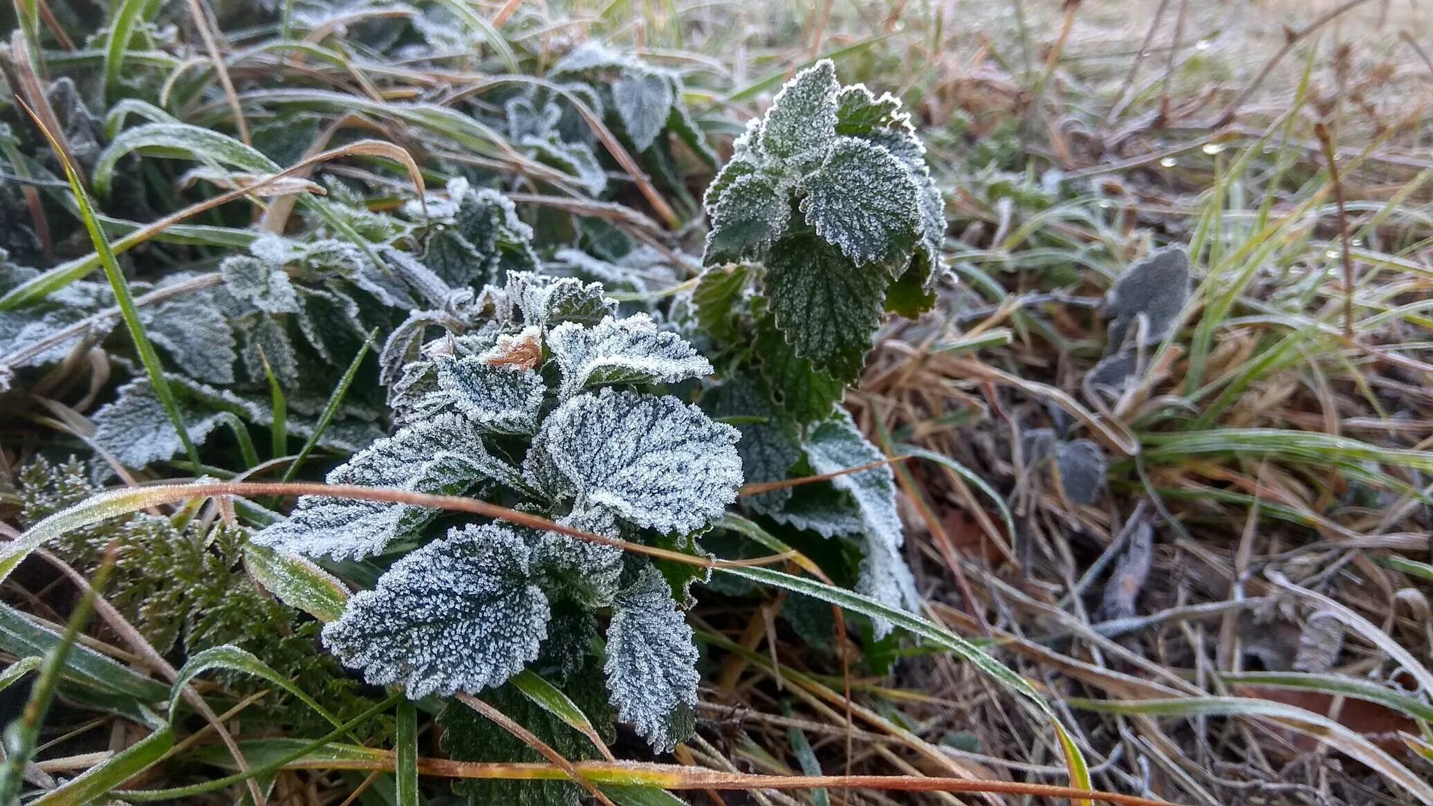 Ближайшие заморозки. Заморозки. Первые заморозки. Заморозки лето. Заморозки в Челябинской области.