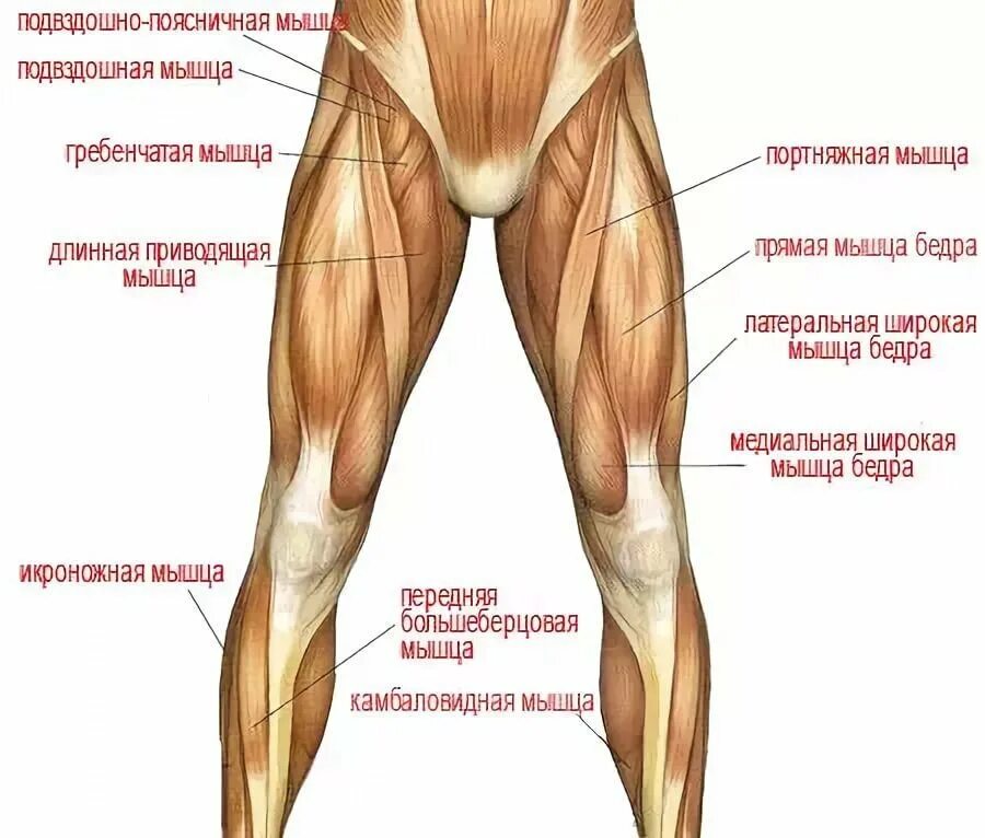 Передние мышцы ног. Как называются мышцы бедра. Мышцы ног человека анатомия. Строение бедра человека.
