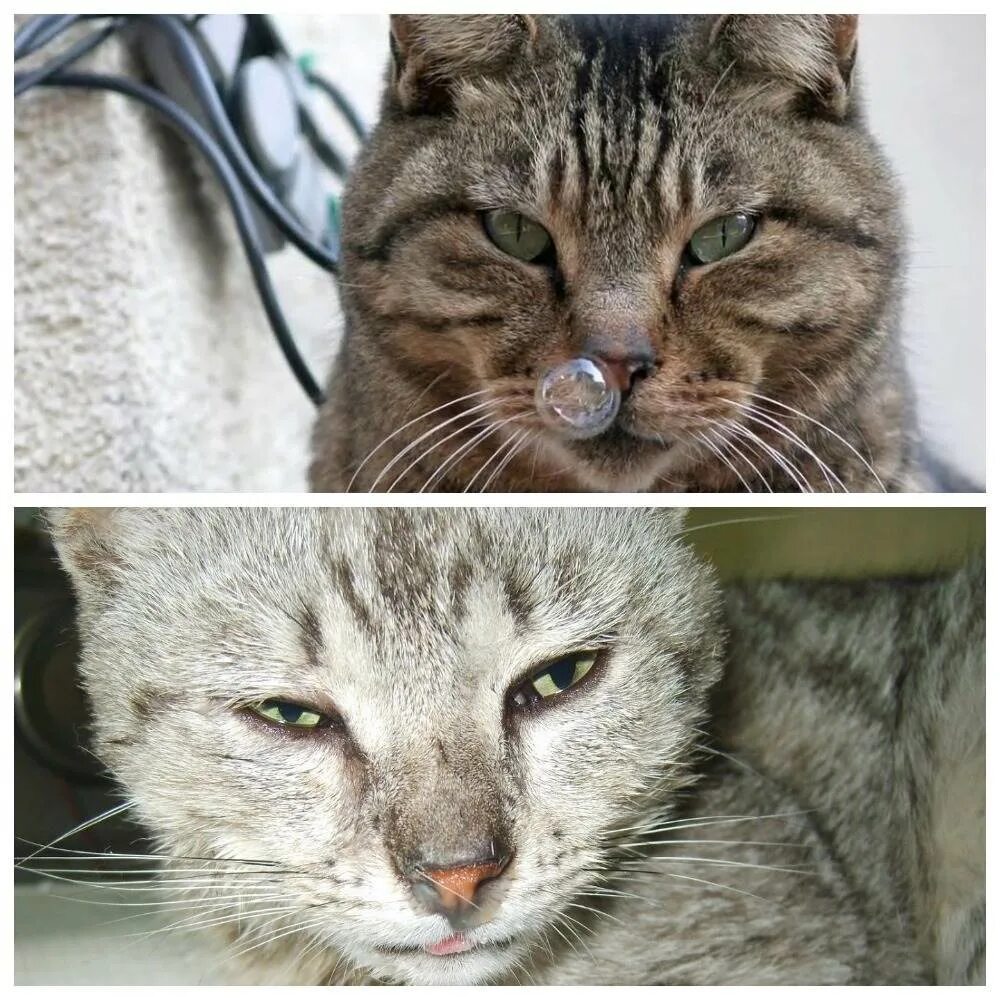 Как лечить простуду у кота. Простуда у кота симптомы.