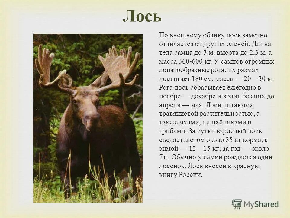 Программа лось. Лось. животные из красной книги лось. лось описание. длина тела лося.
