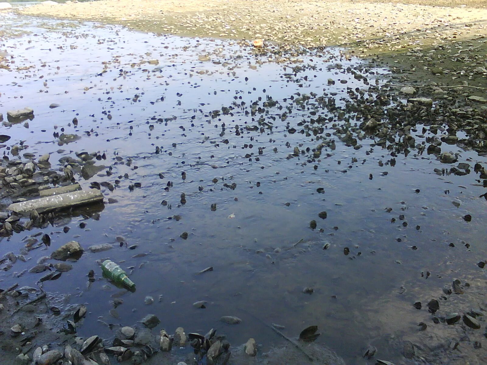 Загрезненного озеро ханка. Засорение водоемов. Грязный водоем. Загрязнение озер. Влияние рек на окружающую среду