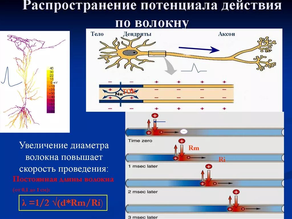 Проведение нервного импульса в миелинизированном волокне