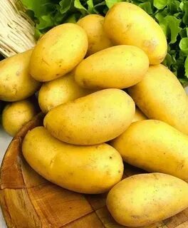 Желтые сорта картофеля