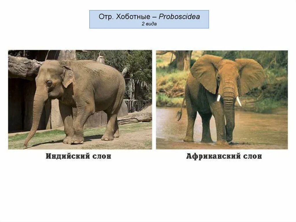 Слоны какой слон крупнее. Африканские и индийские слоны отличия. Отличие африканского слона от индийского слона. Африканский и индийский слон. Африканский слов и индийский слое.