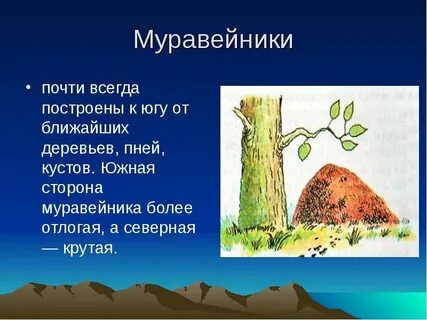 Муравейник с какой стороны дерева строят