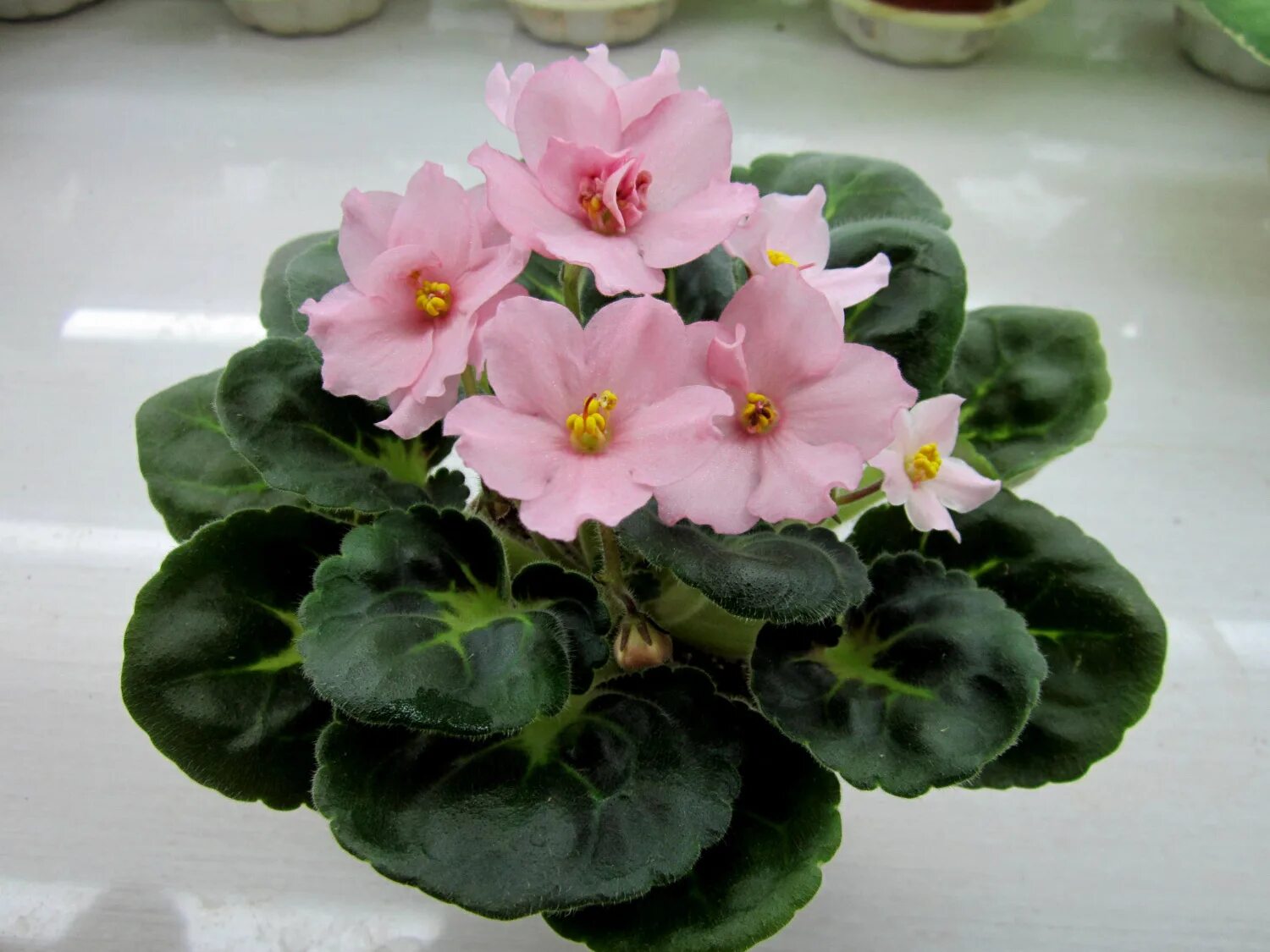 Фиалка dn абрикоска. Фиалка абрикосовый шифон. Фиалка абрикоска. Ек-абрикосовый шифон. Фиалка абрикосовый.