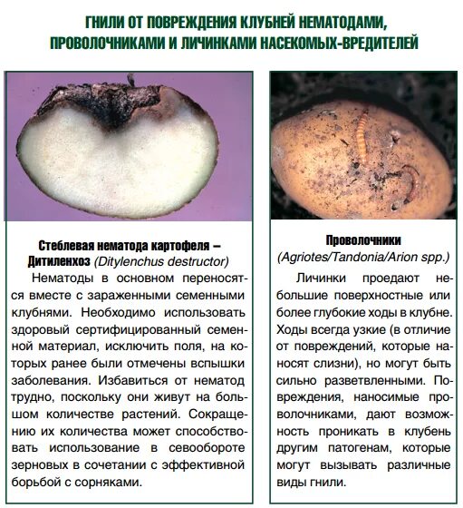 Отойдет ли картошка после мороза: найдено 89 картинок