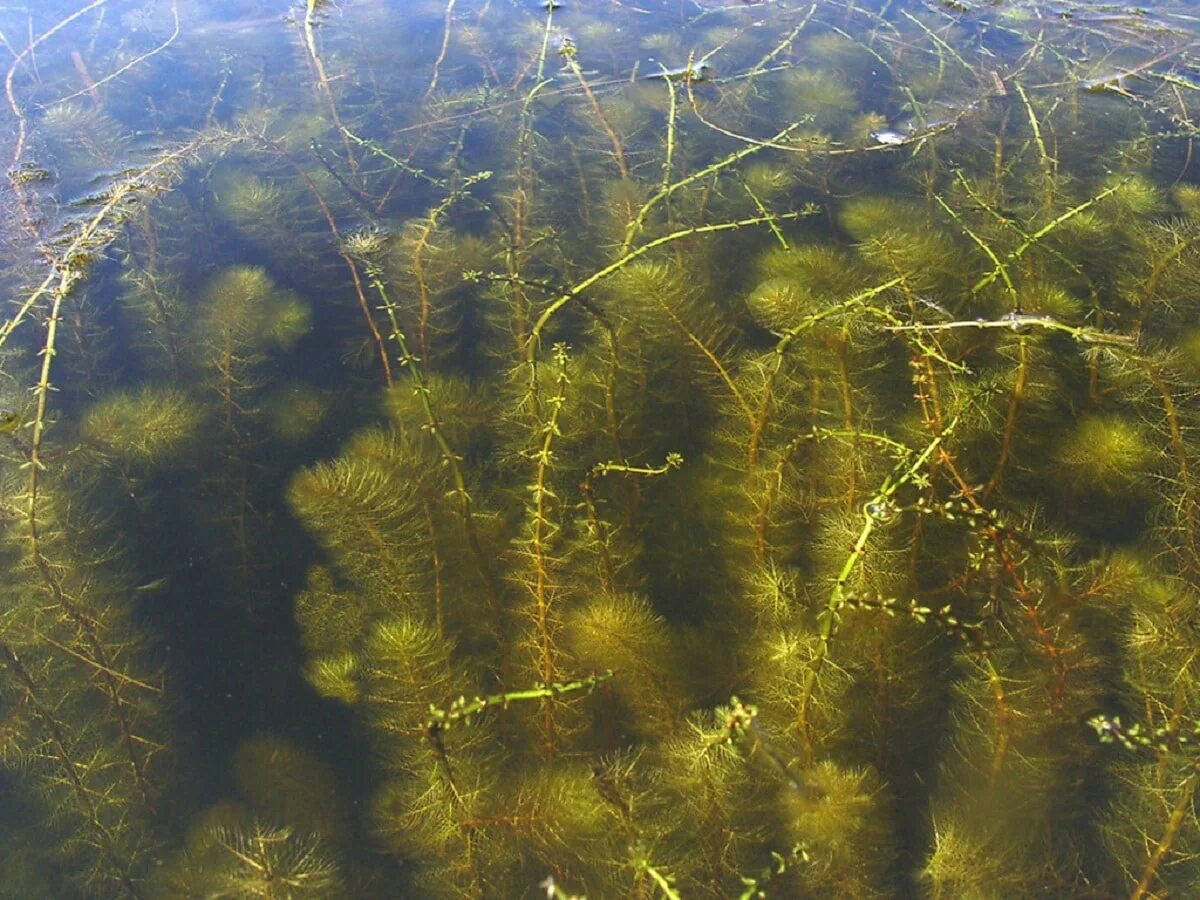 Растущая на дне озера. Уруть (Myriophyllum). Уруть колосистая. Элодея Уруть. Элодея роголистник.